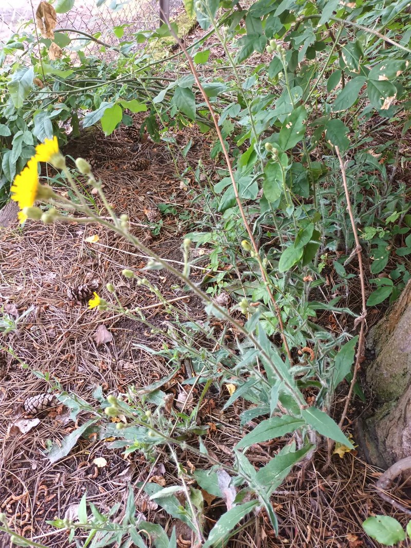 Hieracium sabaudum subsp. sabaudum photo 2