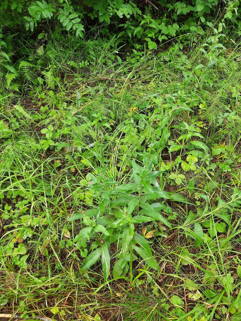 Hieracium sabaudum subsp. sabaudum photo 3