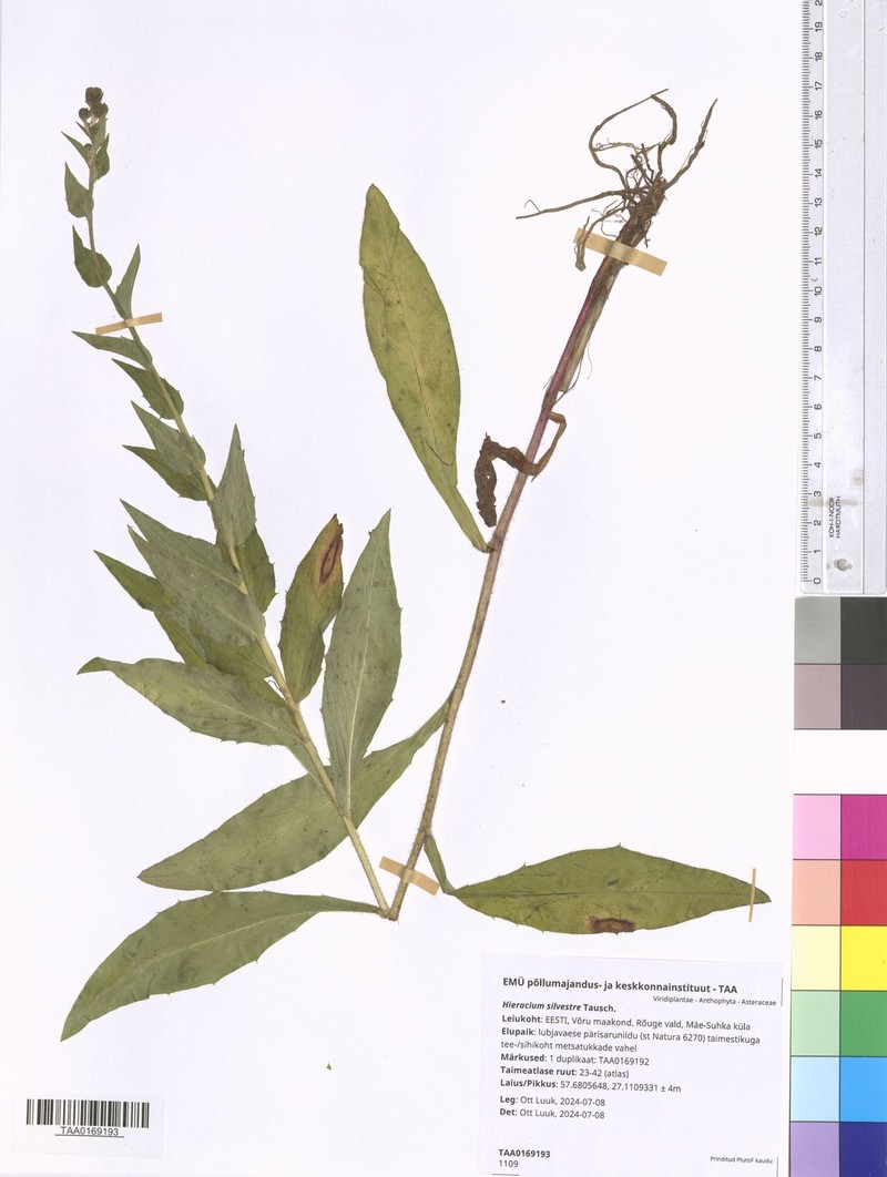 Hieracium sabaudum subsp. sabaudum photo 4