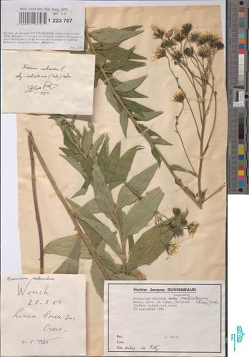 Hieracium sabaudum subsp. salicetorum