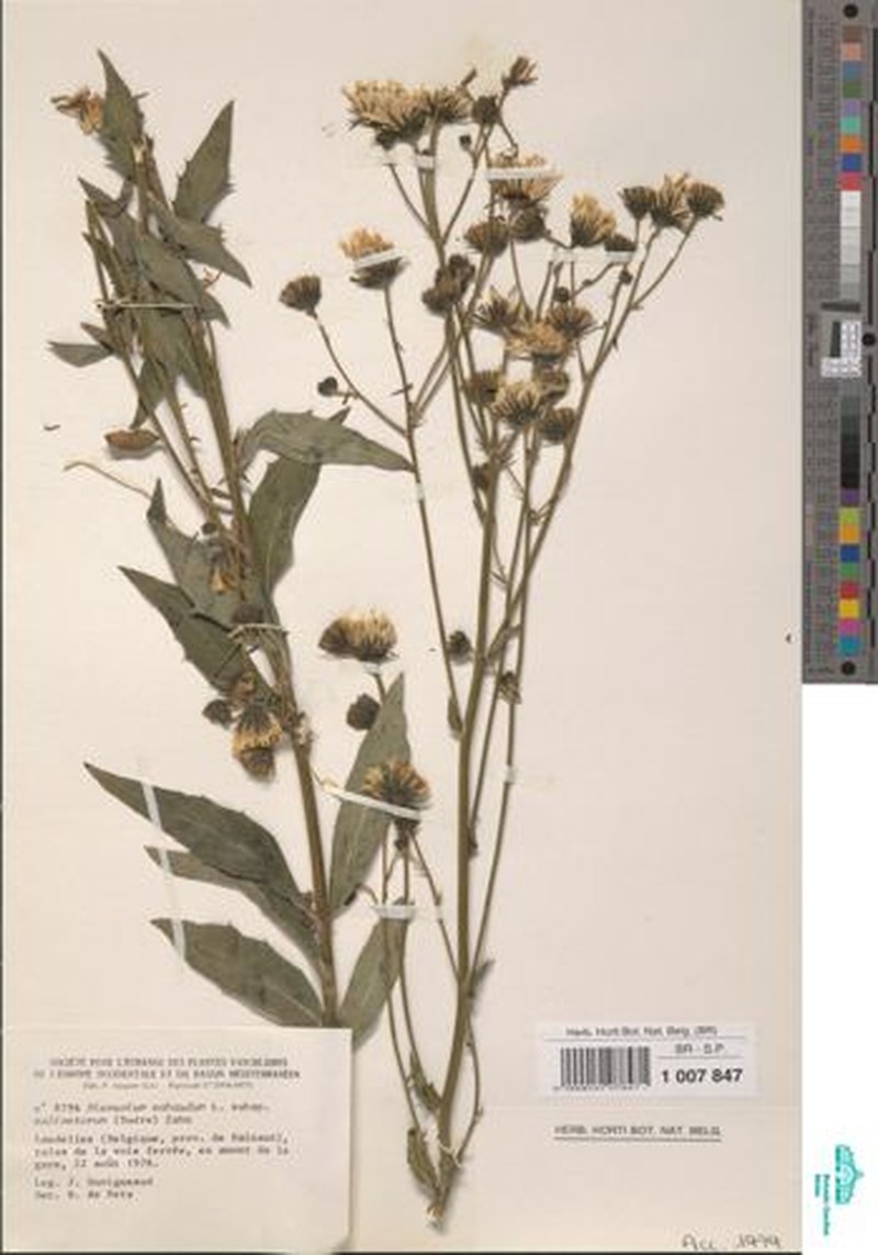 Hieracium sabaudum subsp. salicetorum photo 2