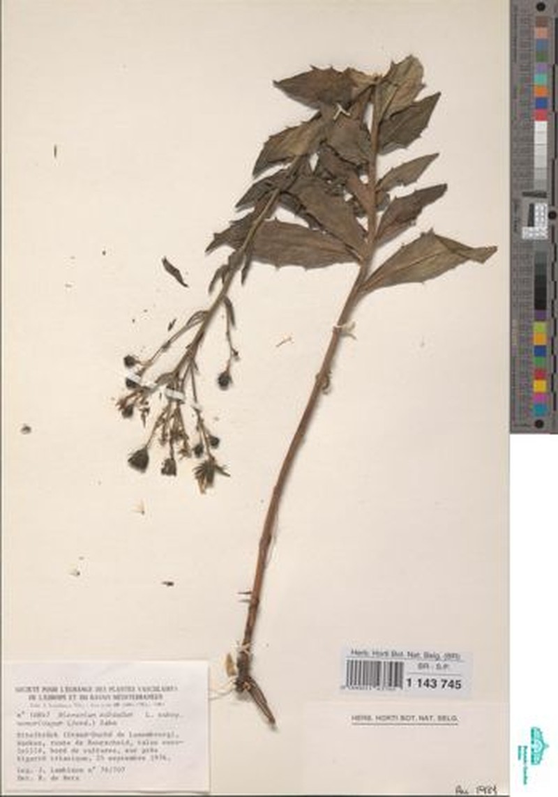 Hieracium sabaudum subsp. salicetorum photo 3