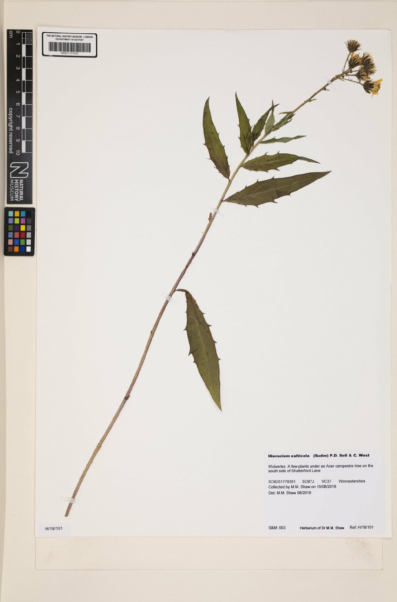 Hieracium sabaudum subsp. salticola