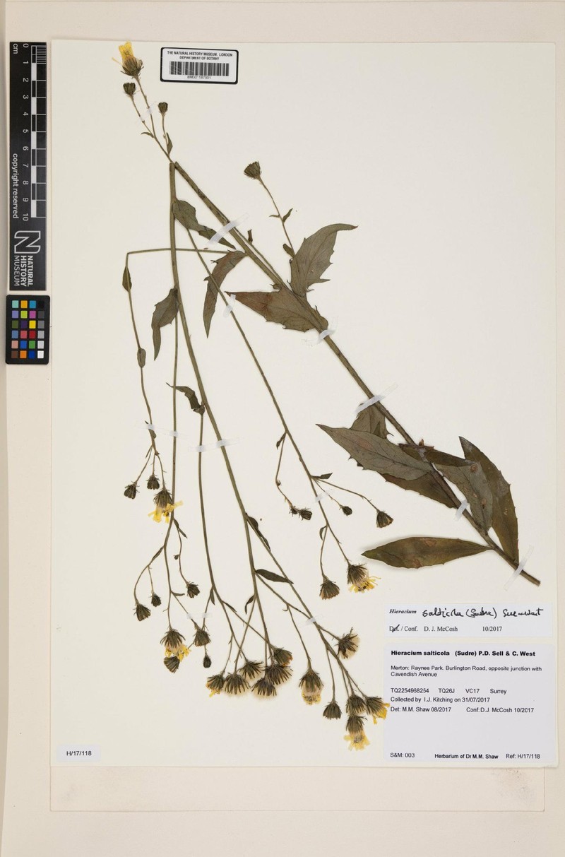 Hieracium sabaudum subsp. salticola photo 2