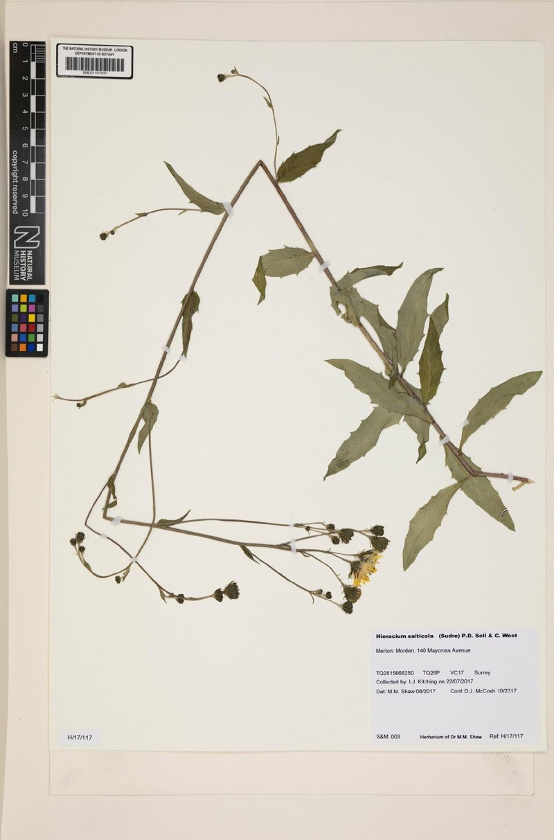 Hieracium sabaudum subsp. salticola photo 3