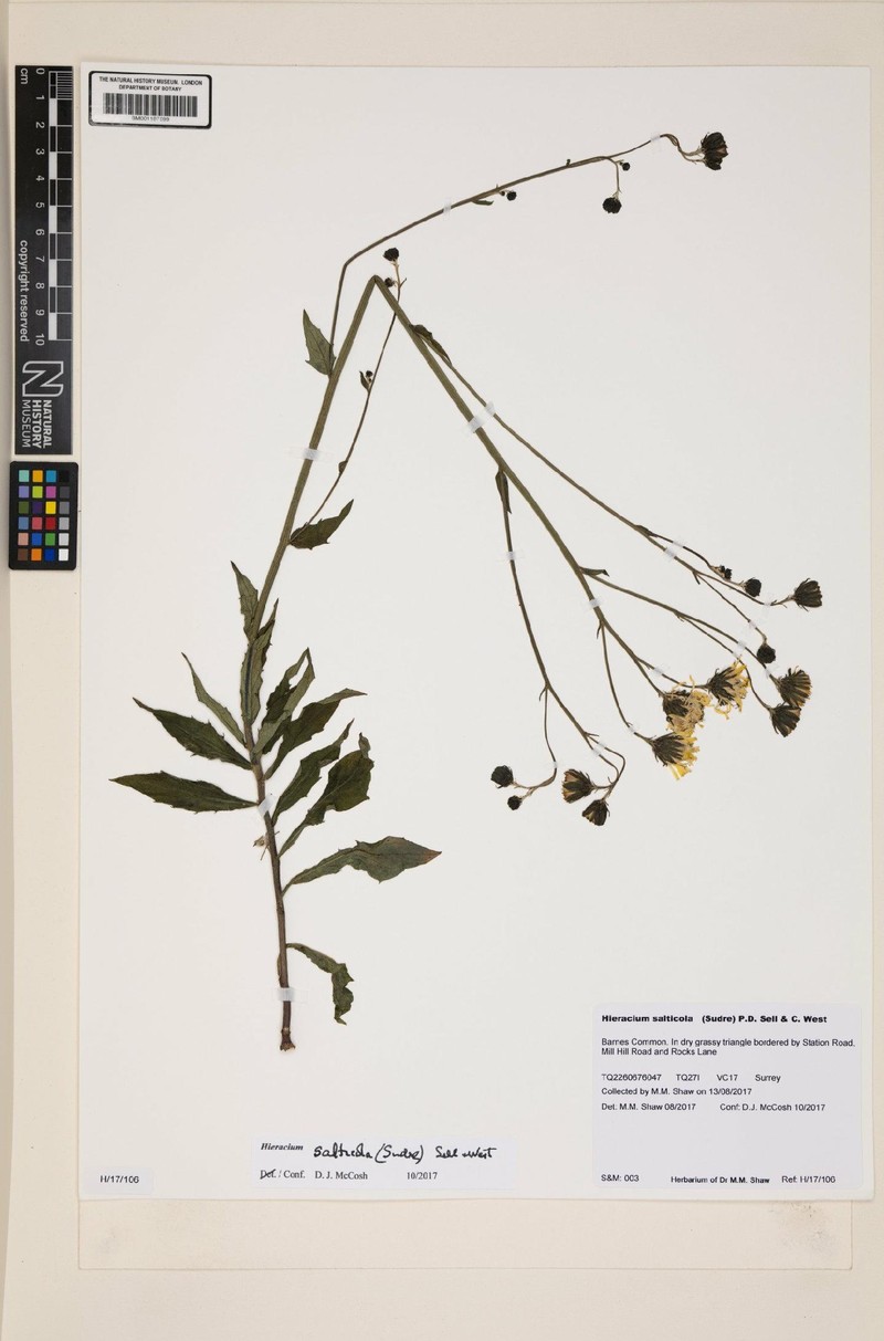 Hieracium sabaudum subsp. salticola photo 4