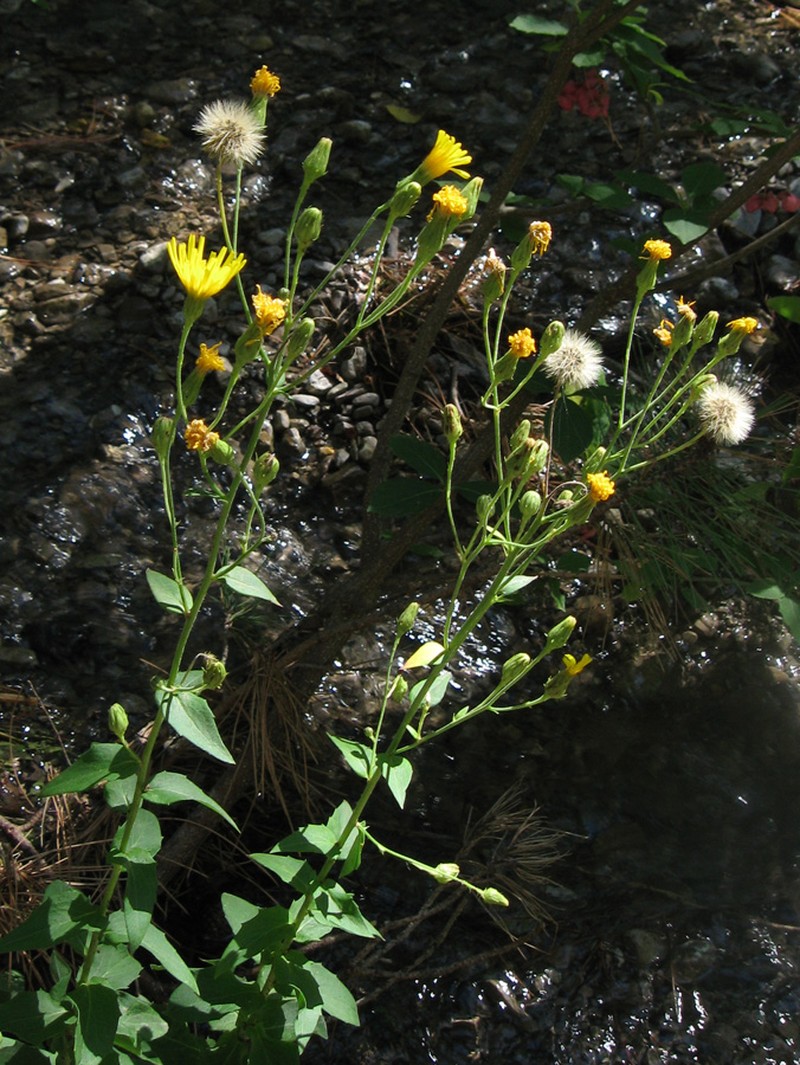Hieracium sabaudum subsp. scabiosum