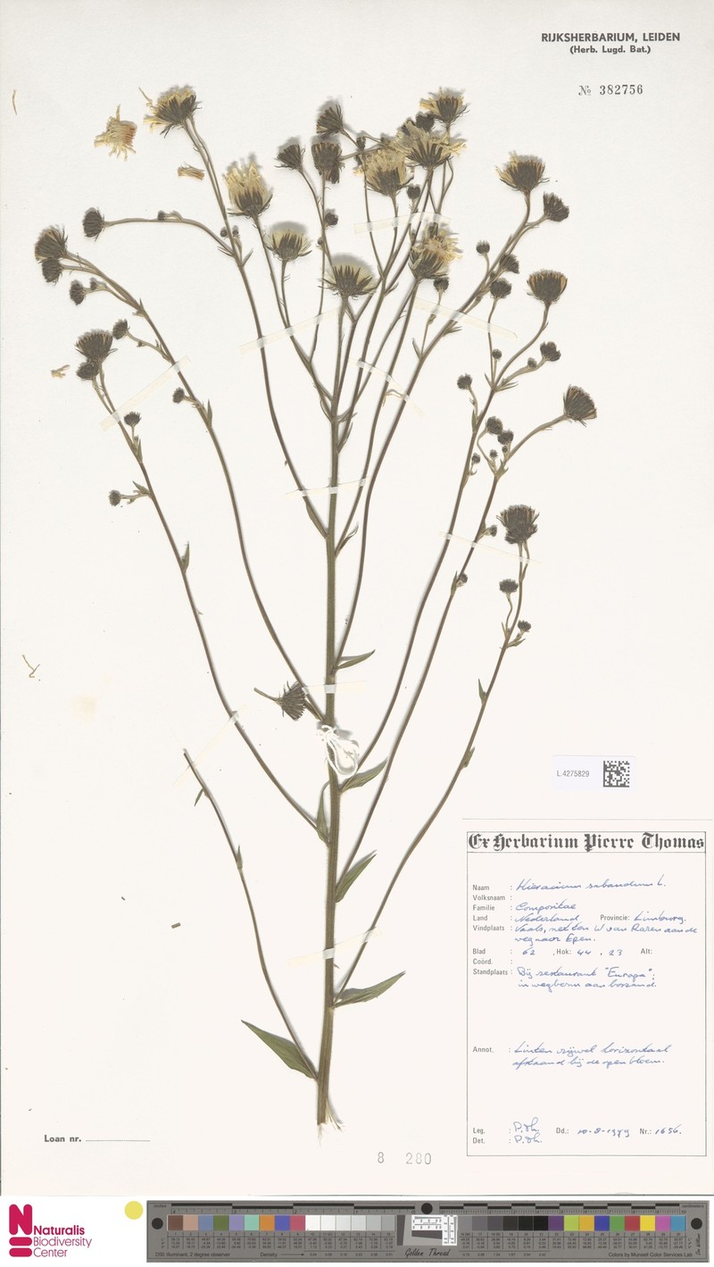 Hieracium sabaudum subsp. scabiosum photo 3