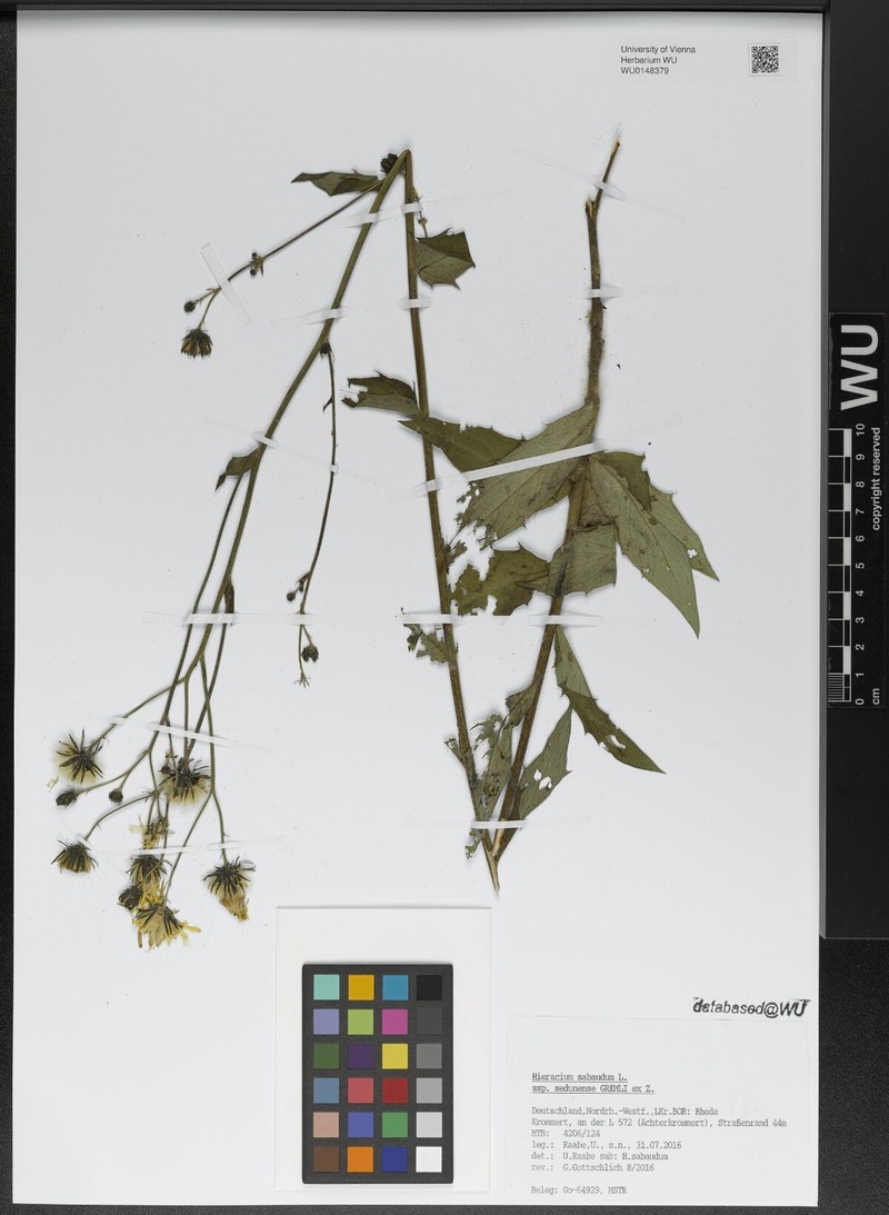 Hieracium sabaudum subsp. sedunense