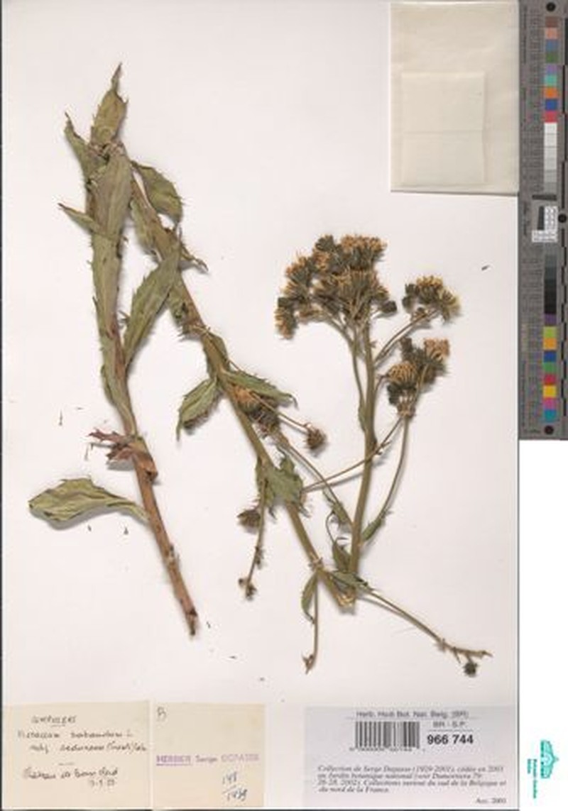 Hieracium sabaudum subsp. sedunense photo 3