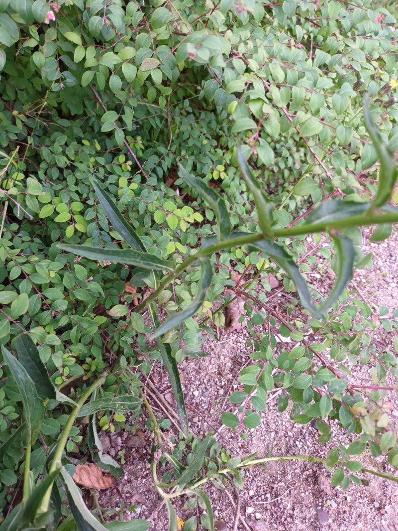 Hieracium sabaudum subsp. sublactucaceum