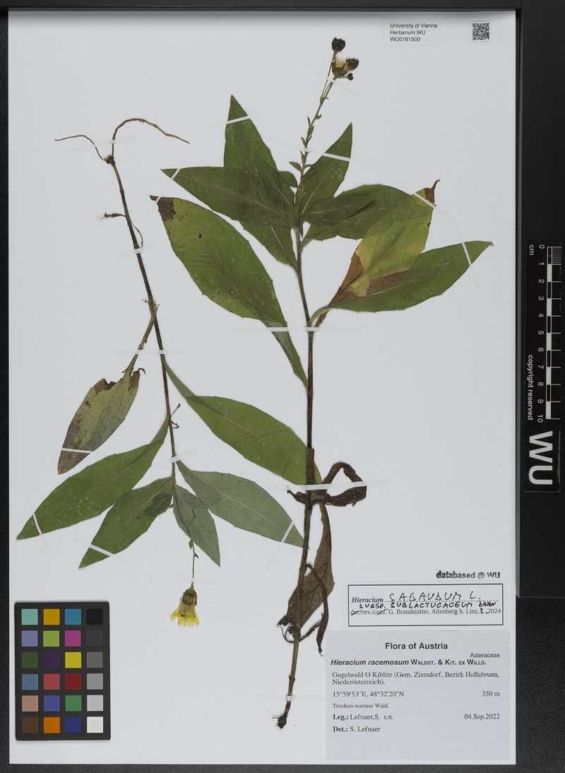 Hieracium sabaudum subsp. sublactucaceum photo 2