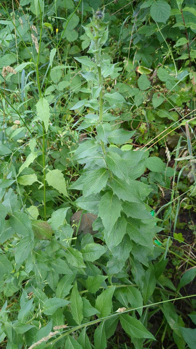 Hieracium sabaudum subsp. vagum