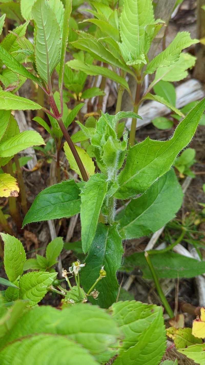 Hieracium sabaudum subsp. vagum photo 2