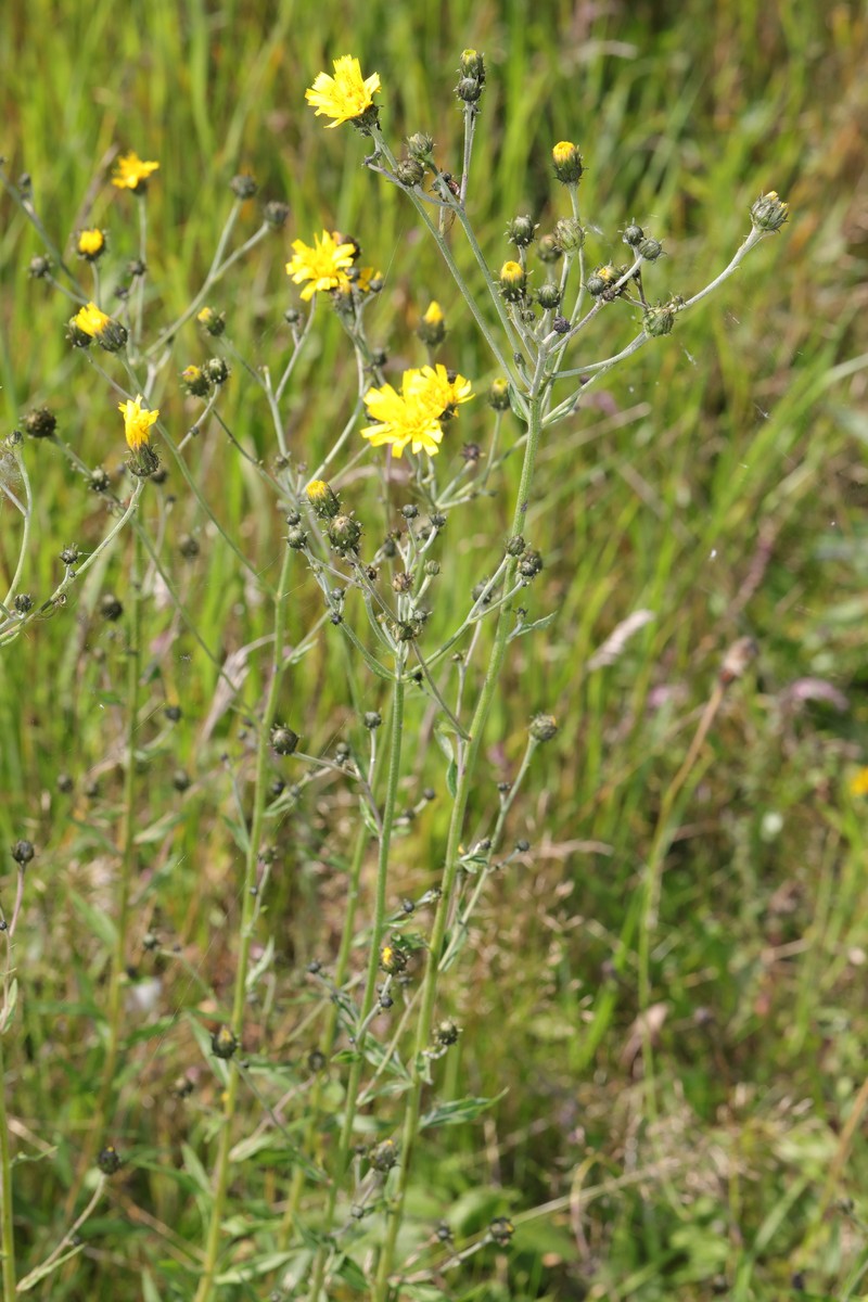 Hieracium sabaudum subsp. vagum photo 3