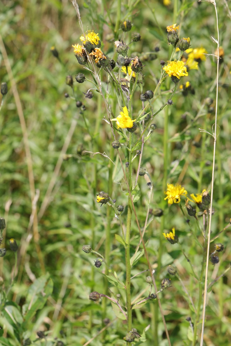 Hieracium sabaudum subsp. vagum photo 4