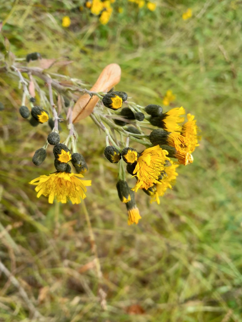 Hieracium sabaudum subsp. virgultorum