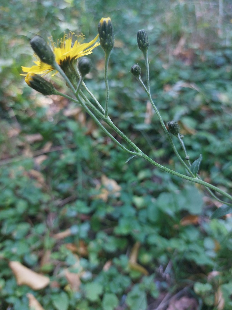 Hieracium sabaudum subsp. virgultorum photo 2