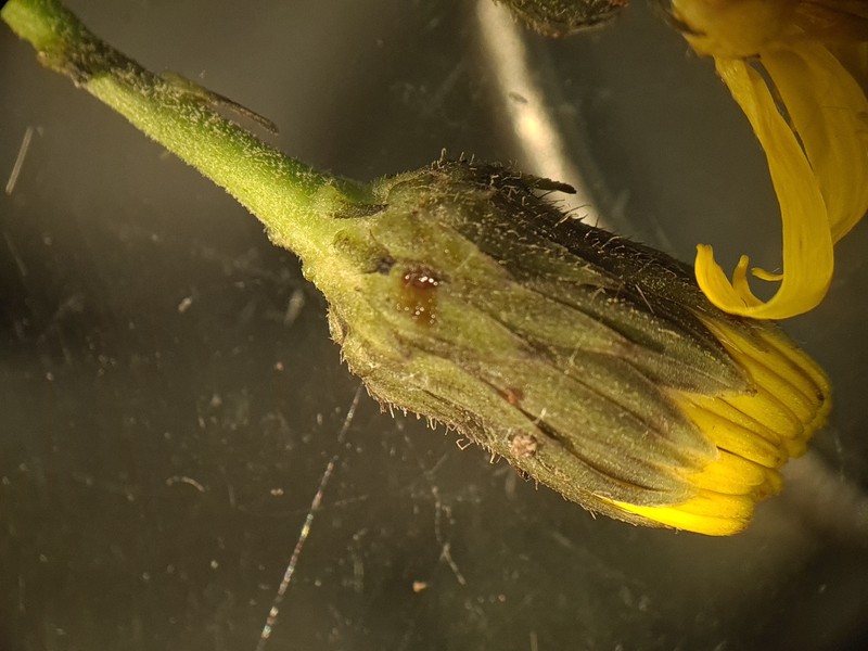 Hieracium sabaudum subsp. virgultorum photo 3