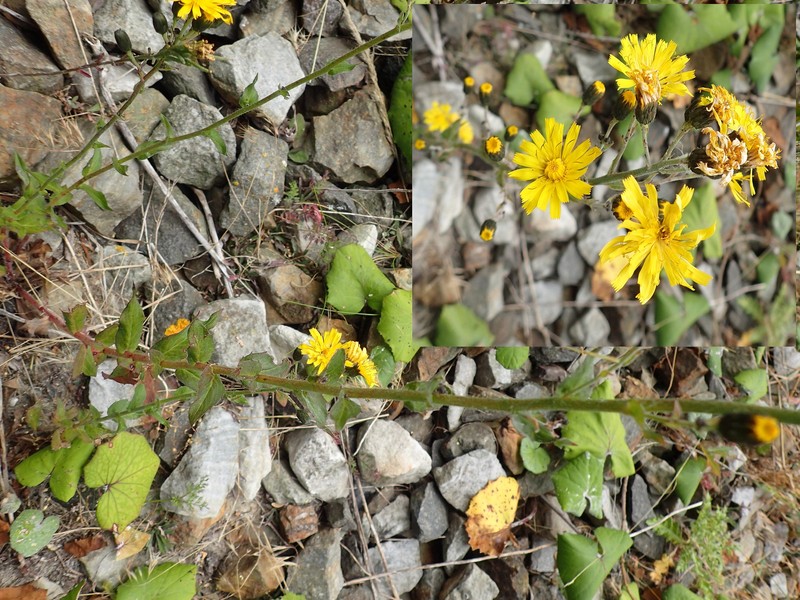 Hieracium sabaudum subsp. virgultorum photo 4