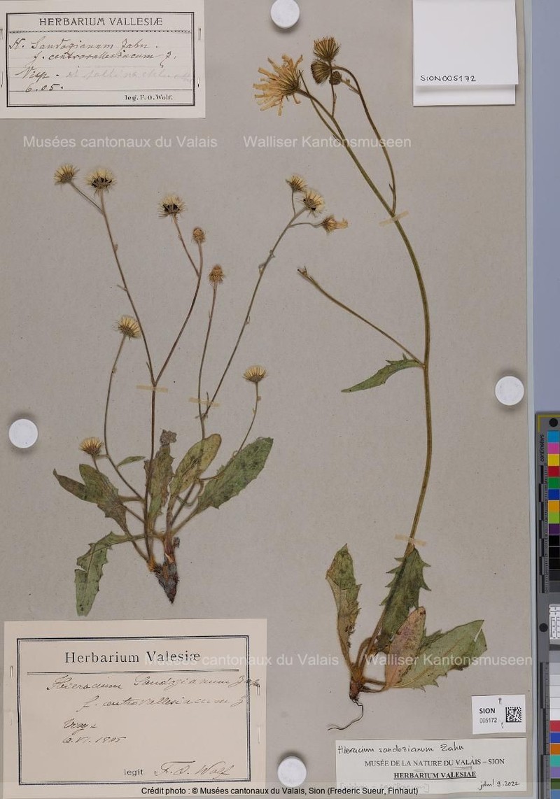 Hieracium sandozianum