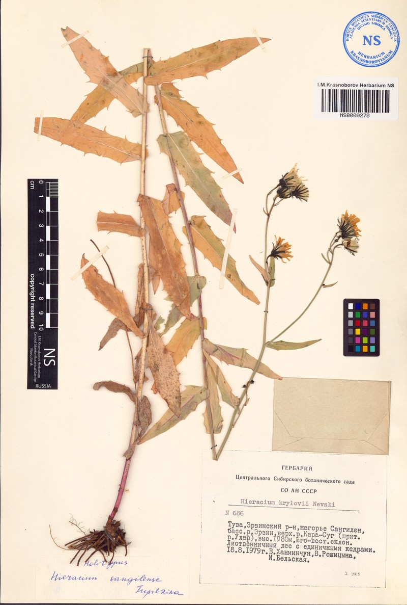 Hieracium sangilense