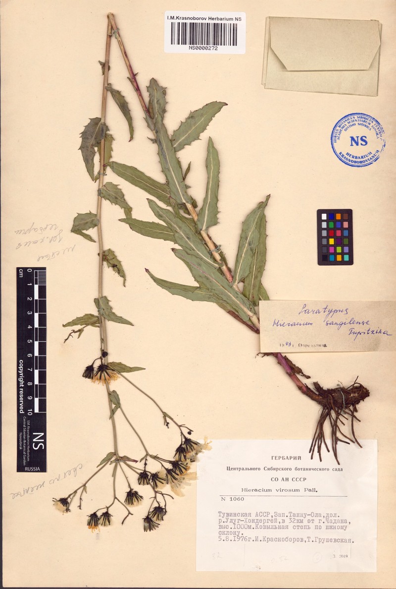 Hieracium sangilense photo 3