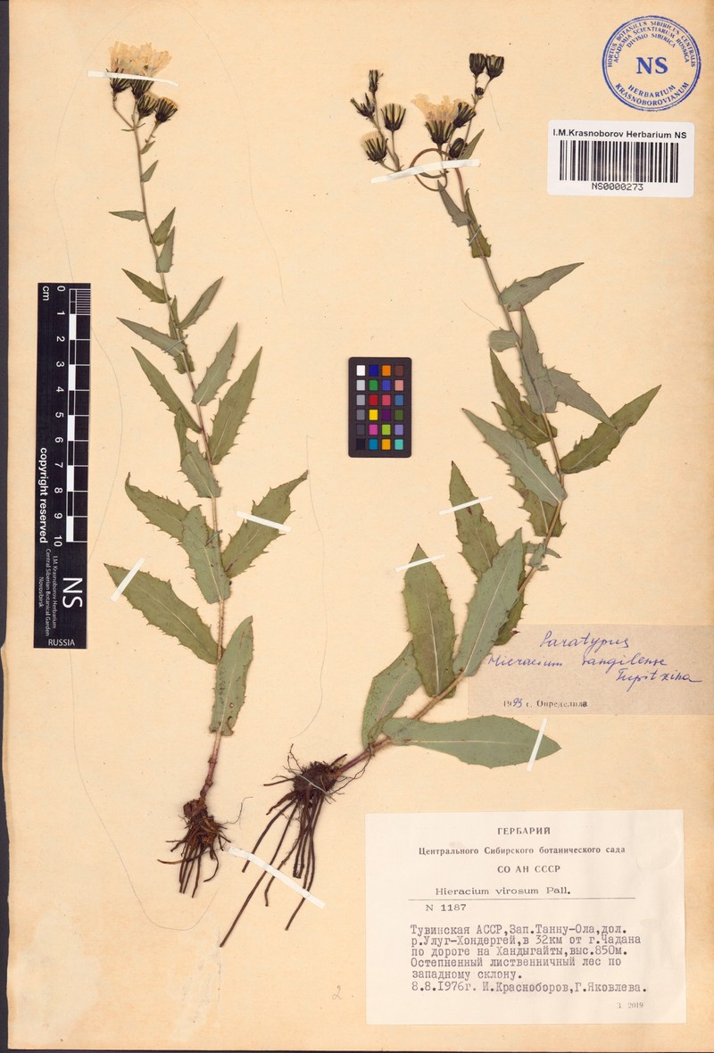 Hieracium sangilense photo 4