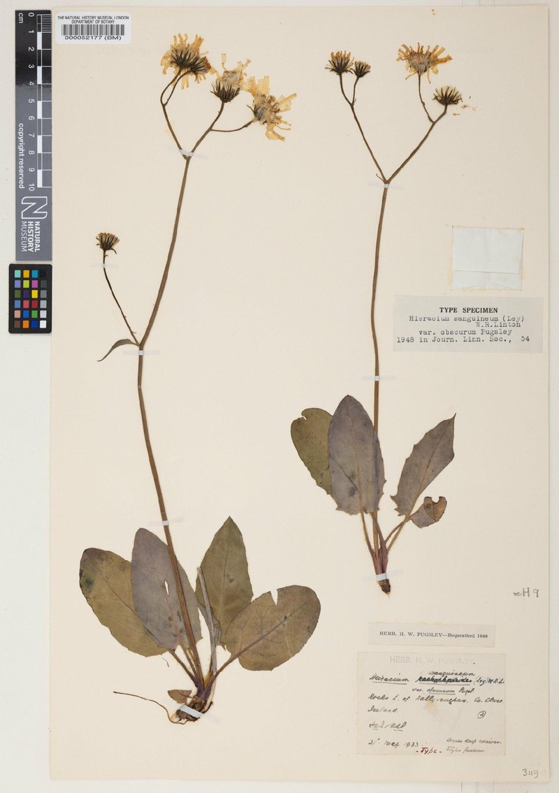Hieracium sanguineum