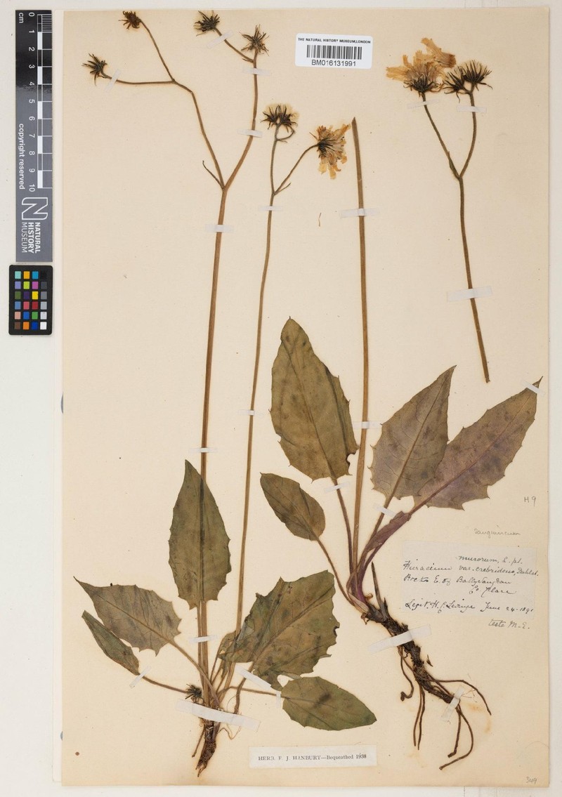 Hieracium sanguineum photo 2