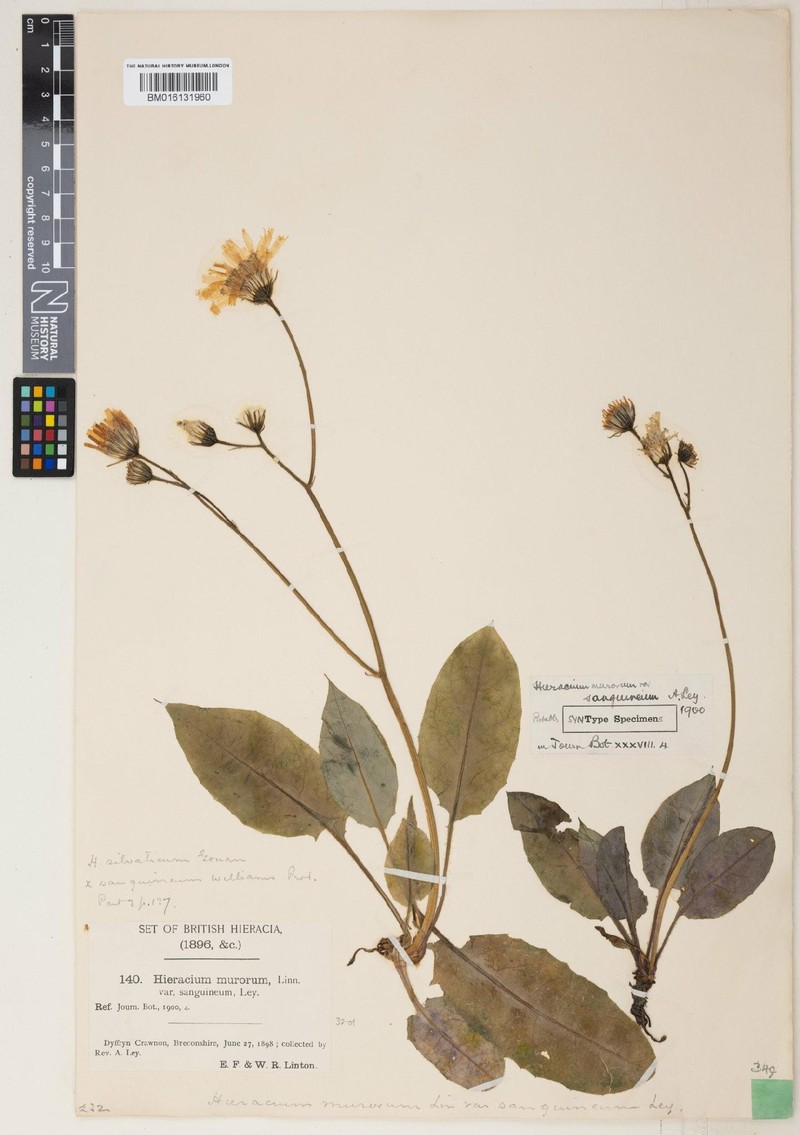 Hieracium sanguineum photo 3