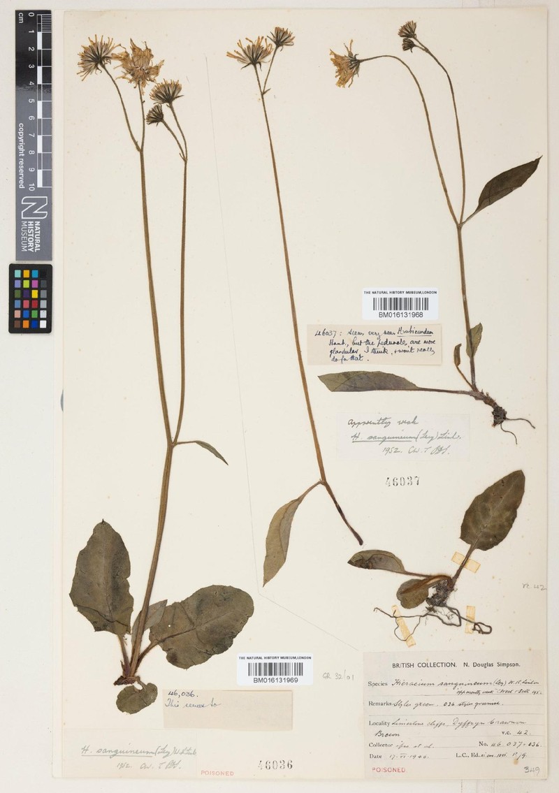 Hieracium sanguineum photo 4