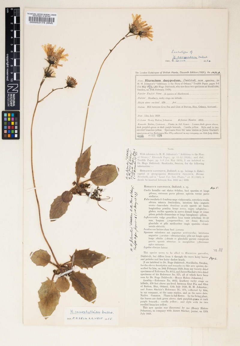 Hieracium sarcophylloides