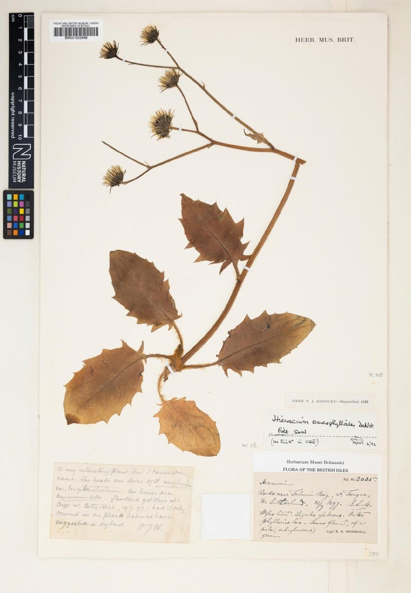 Hieracium sarcophylloides photo 2