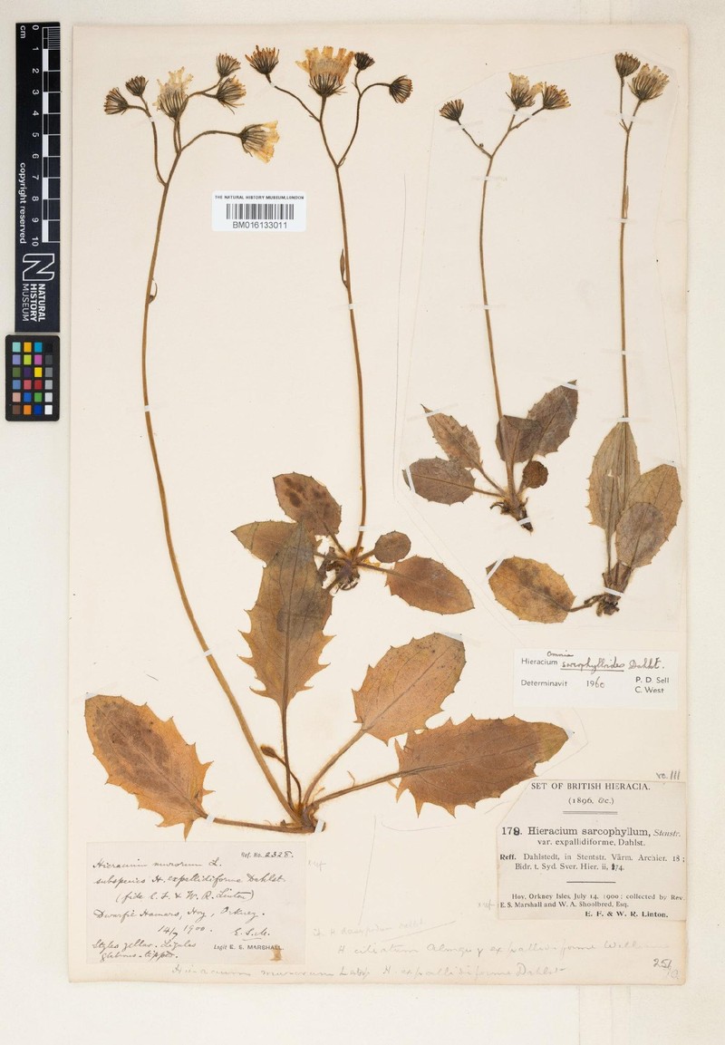 Hieracium sarcophylloides photo 3