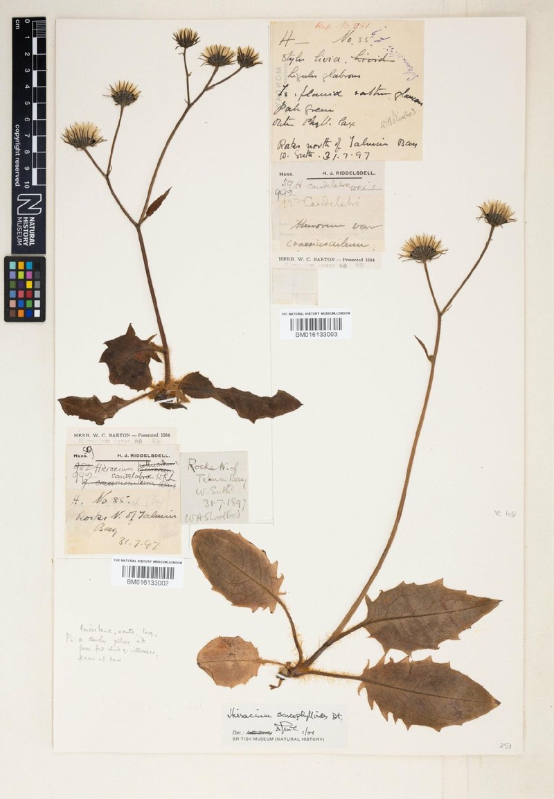 Hieracium sarcophylloides photo 4