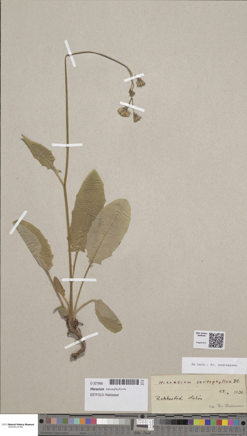 Hieracium sarcophyllum