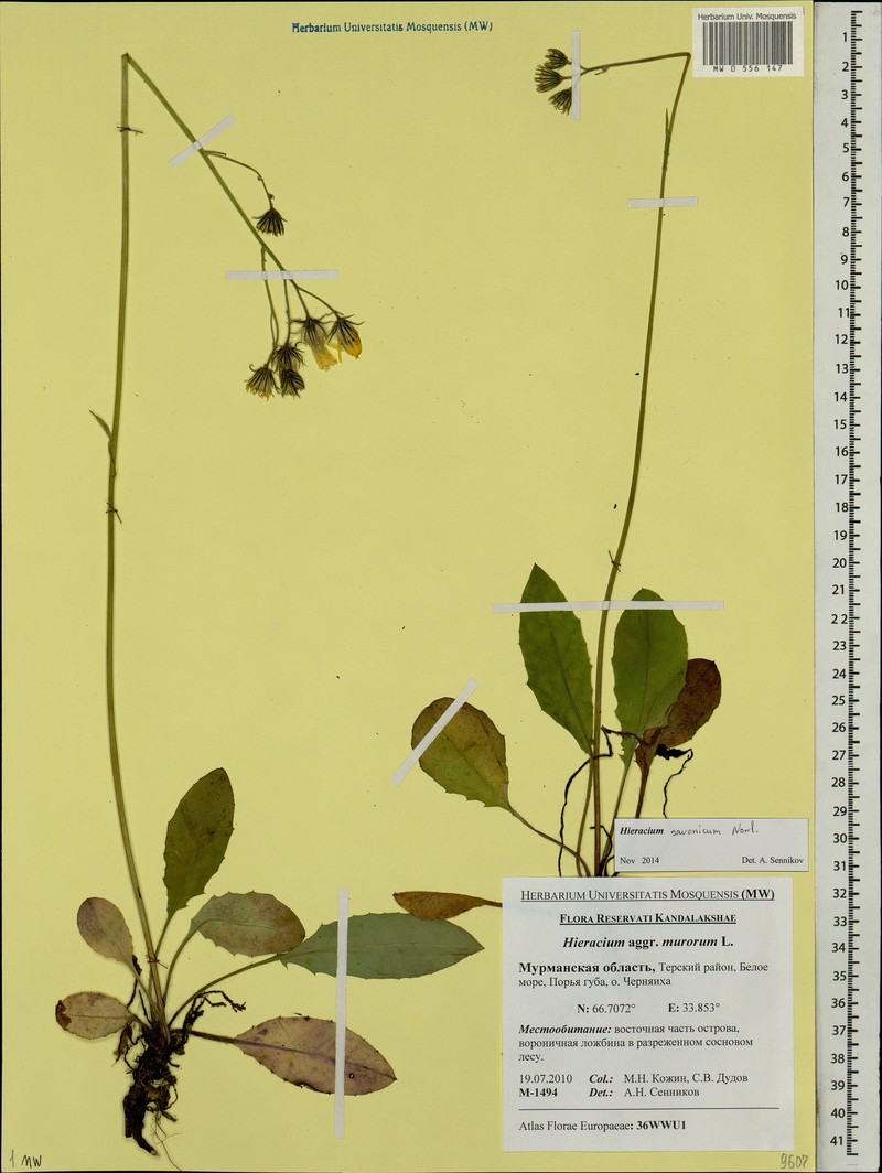 Hieracium savonicum