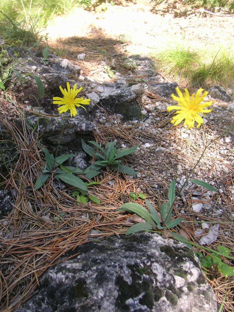 Hieracium saxatile