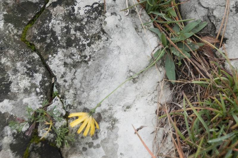 Hieracium saxatile photo 2