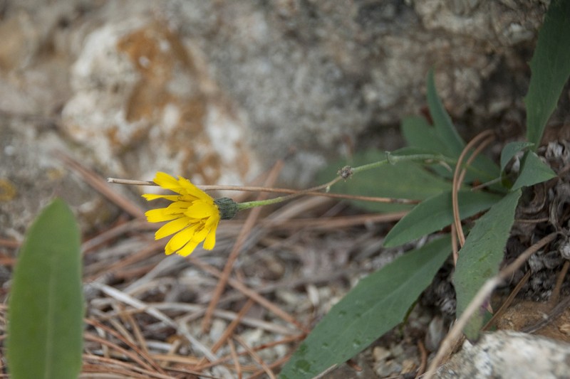 Hieracium saxatile photo 3