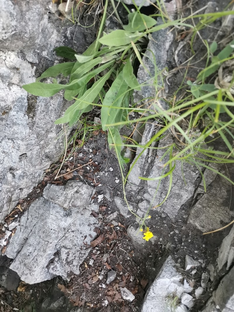 Hieracium saxatile photo 4