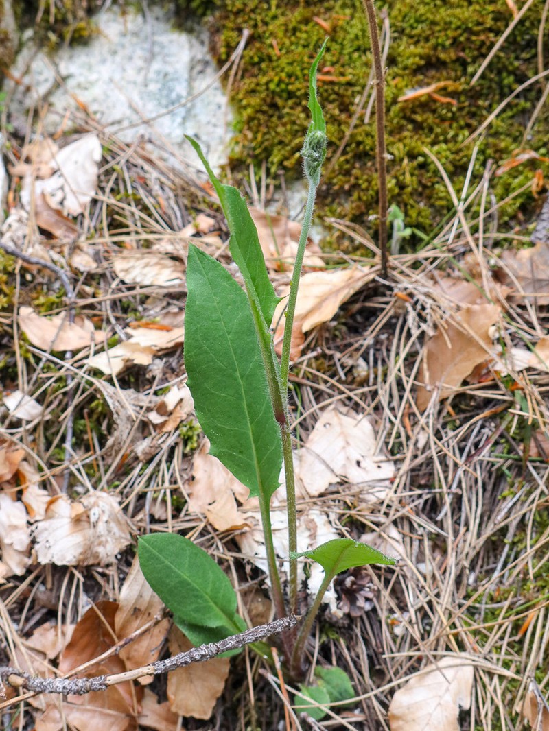 Hieracium saxifragum