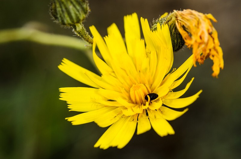Hieracium saxifragum photo 2