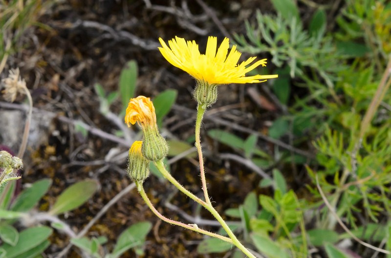 Hieracium saxifragum photo 3