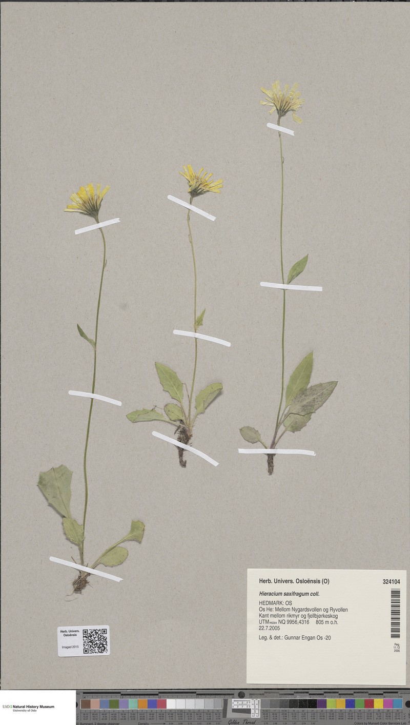Hieracium saxifragum photo 4