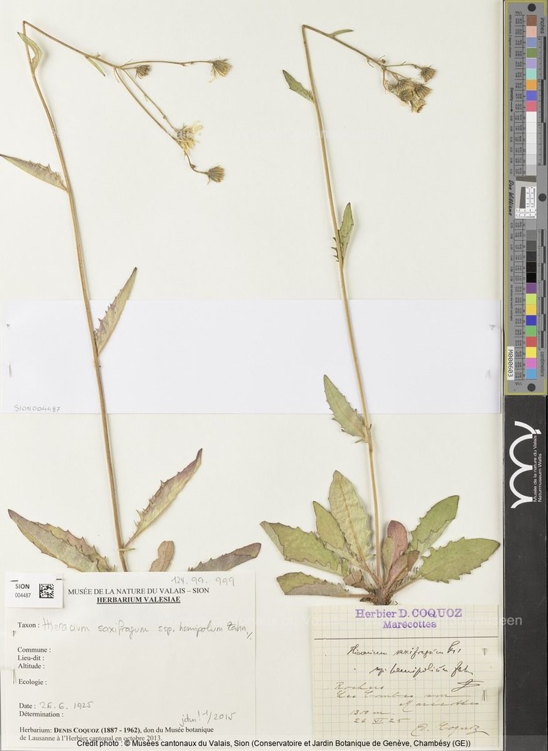 Hieracium saxifragum subsp. hemipolium