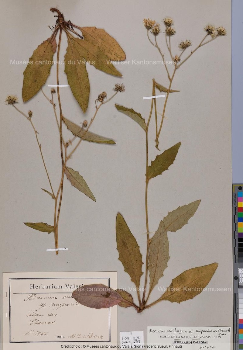 Hieracium saxifragum subsp. sempronianum