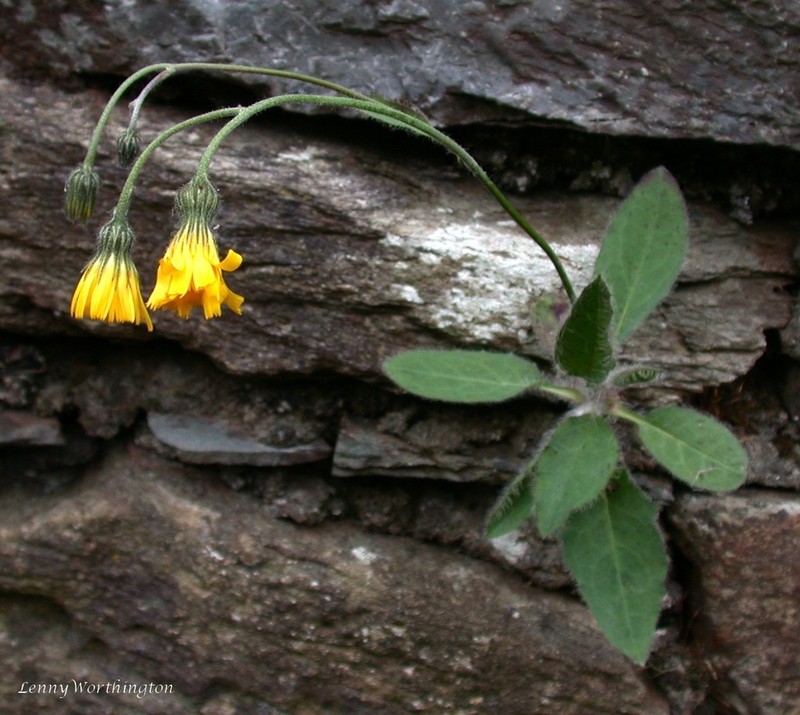 Hieracium saxorum
