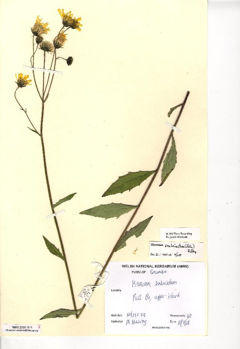 Hieracium scabrisetum
